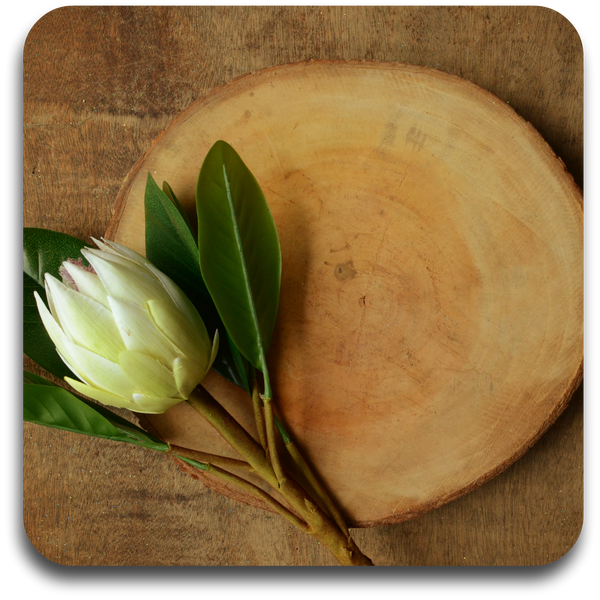 White King Protea Coasters (Set of 4)