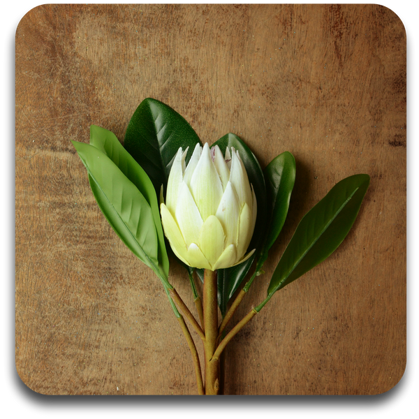 White King Protea Coasters (Set of 4)