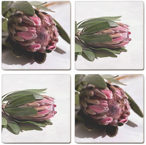 Protea Coasters (Set of 4)