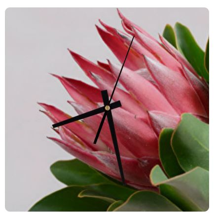 Protea Wall Clock