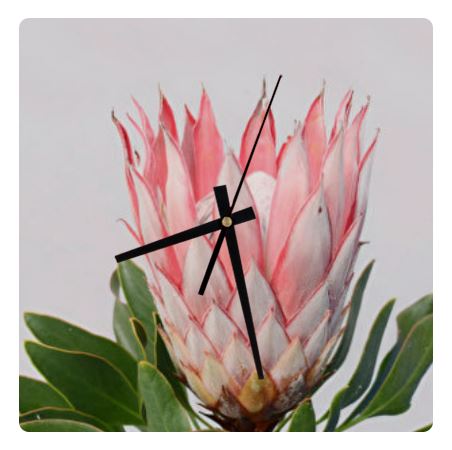 Protea Wall Clock