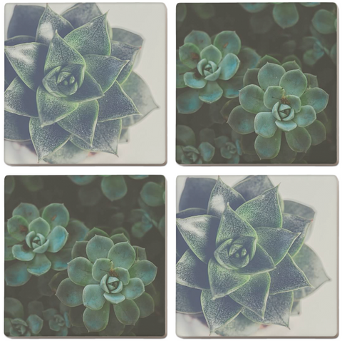 Succulent Coasters (Set of 4)